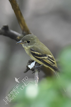 Empidonax - Acadian Flycatcher 8-27-16