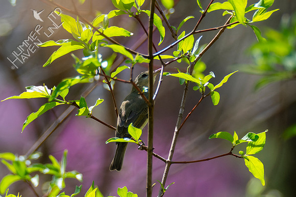 4-23-22 FOY 72 Warbling Vireo