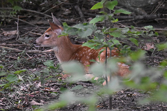 White-tailed Fawn #2 8-4-17