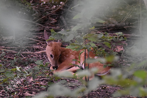 White-tailed Fawn #2 8-4-17