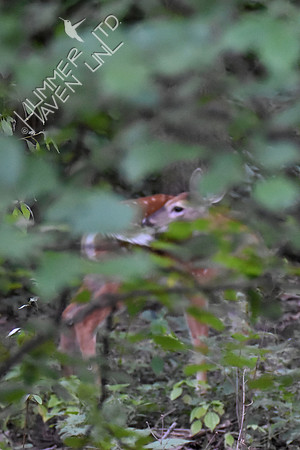 White-tailed Fawn #1 8-4-17