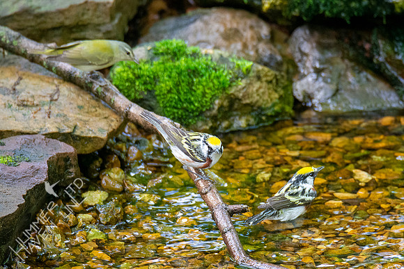 5-6-21 Chestnut=sided Warblers