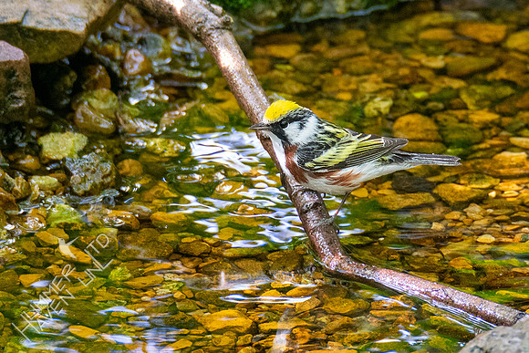 5-6-21 Chestnut=sided Warbler