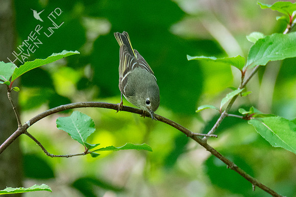 5-6-21 Ruby-crowned Kinglet
