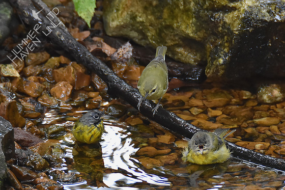 Nashville and Tennessee Warblers 10-6-16