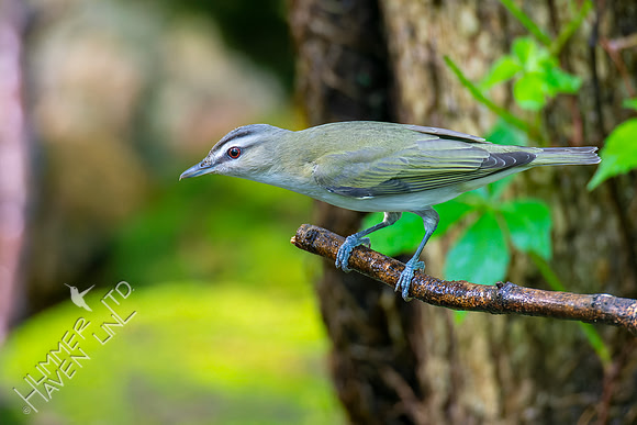 5-10-22 Red-eyed Vireo