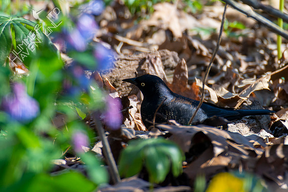 4-14-22 Rusty Blackbird