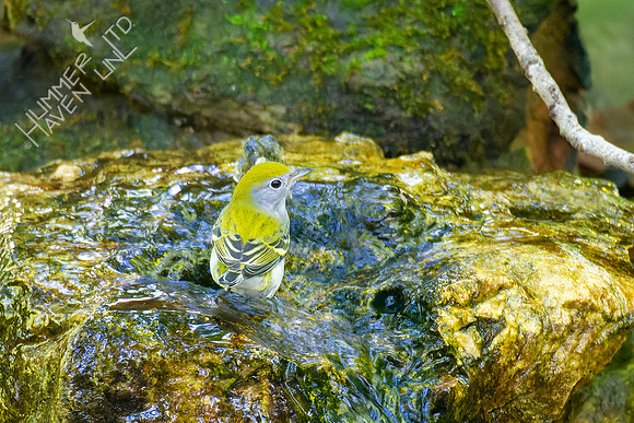 8-21-22 Chestnut-sided Warbler first fall female