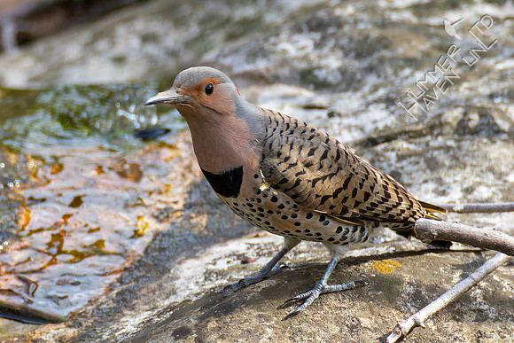 4-12-22 Northern Flicker female