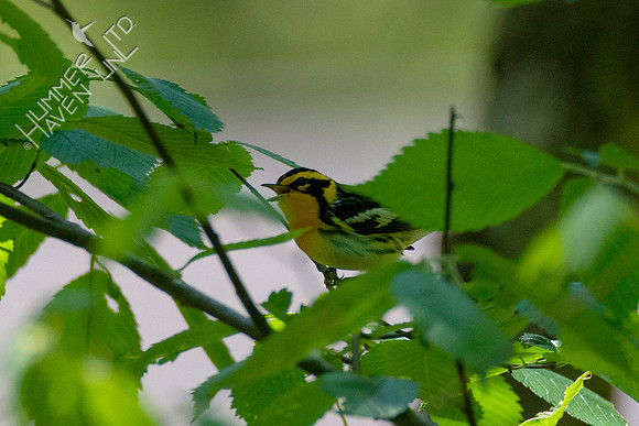 5-5-21 Blackburnian Warbler