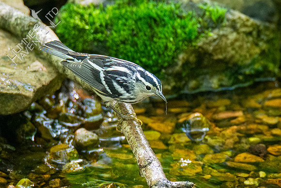 5-5-21 Black-and-white Warbler female