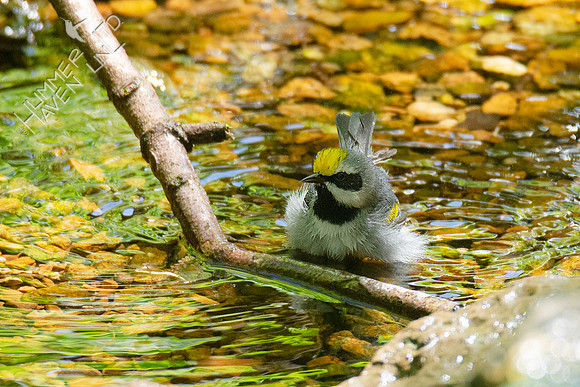 5-5-21 Golden-winged Warbler
