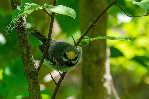 5-5-21 Golden-winged Warbler