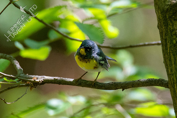 5-5-21 Northern Parula