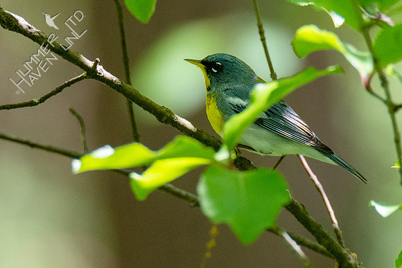 5-5-21 Northern Parula