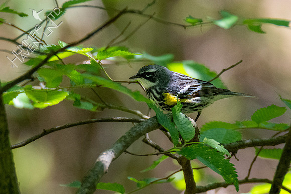 5-5-21 Yellow-rumped Warbler