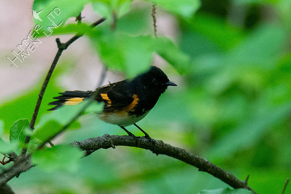 5-6-21 American Redstart