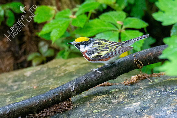 5-6-21 Chestnut=sided Warbler