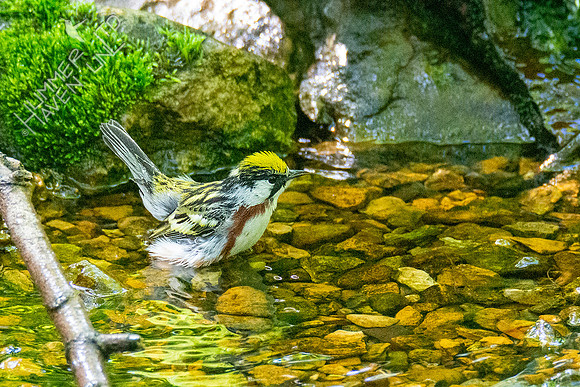 5-6-21 Chestnut=sided Warbler
