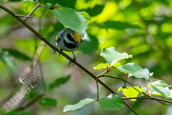 5-6-21 Golden-winged Warbler