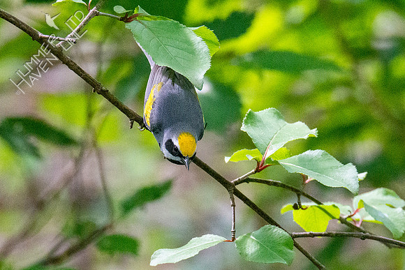 5-6-21 Golden-winged Warbler