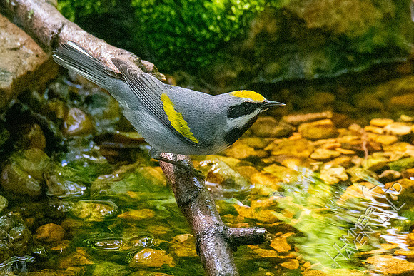5-6-21 Golden-winged Warbler