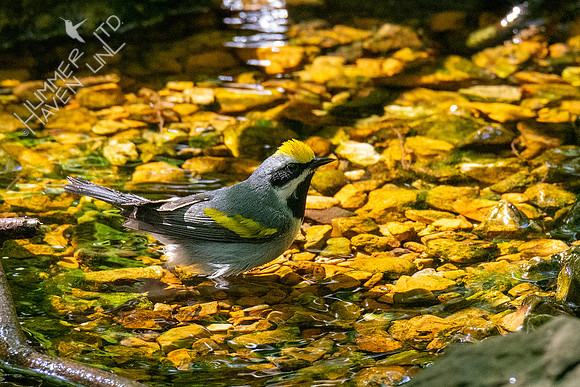 5-6-21 Golden-winged Warbler