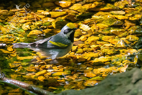5-6-21 Golden-winged Warbler