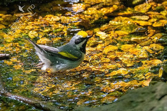 5-6-21 Golden-winged Warbler