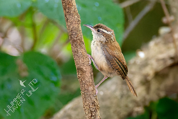8-30-23 Carolina Wren