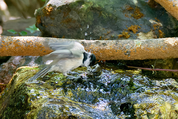 8-30-23 Carolina Chickadee