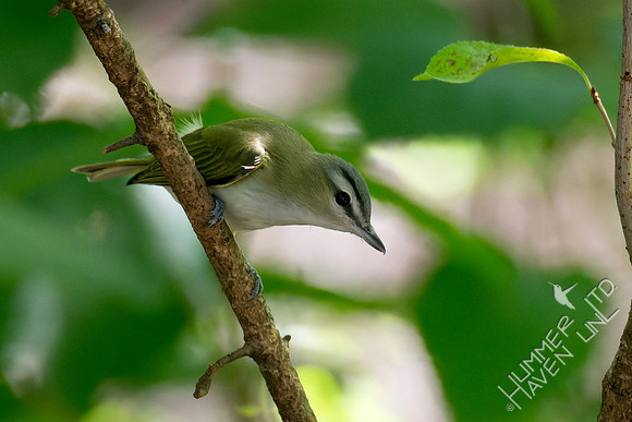 8-30-23 Red-eyed Vireo immature