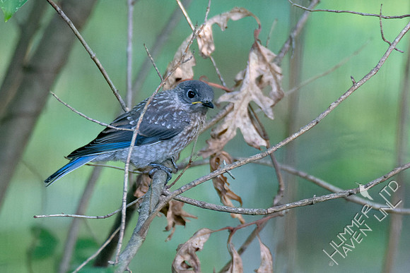 8-30-23 Eastern Bluebird