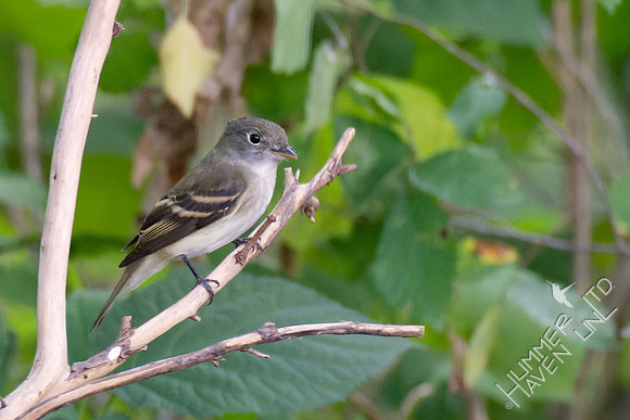 8-30-23 Least Flycatcher