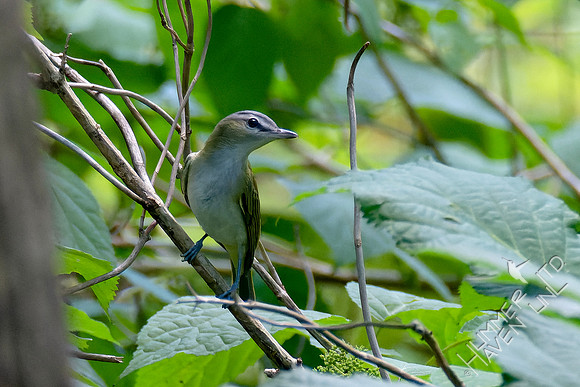 8-30-23 Red-eyed Vireo immature
