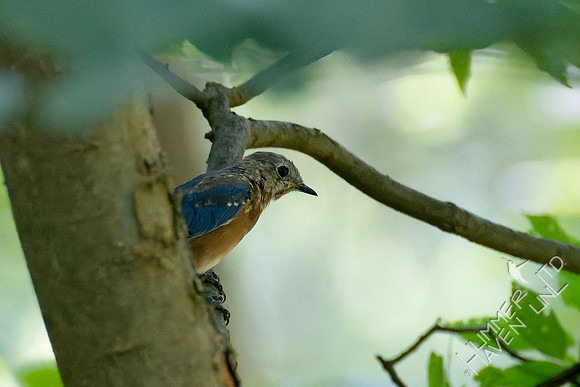 8-30-23 Eastern Bluebird