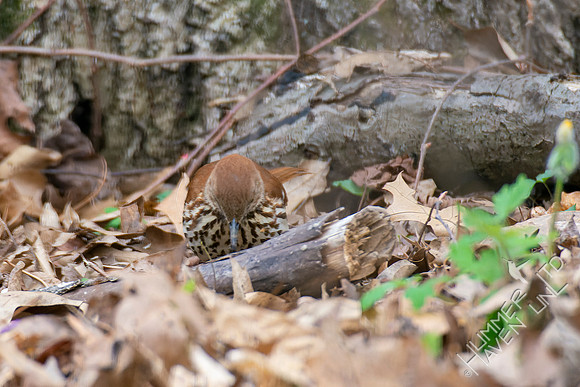 4-15-22 Brown Thrasher
