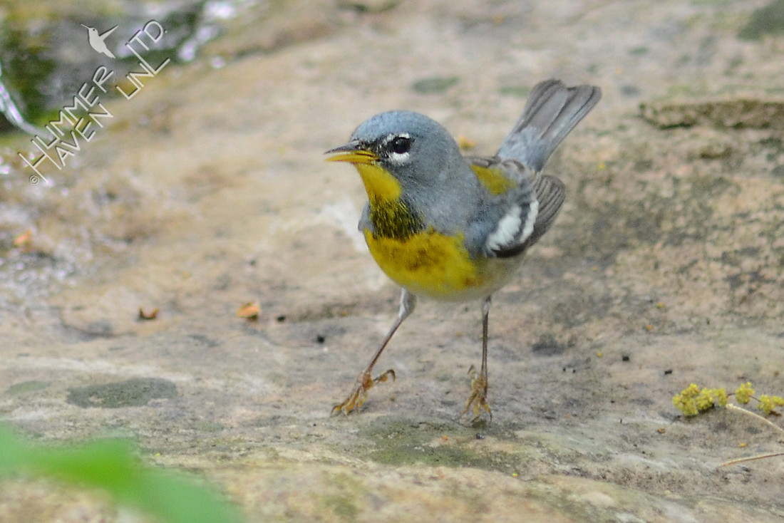 Northern Parula