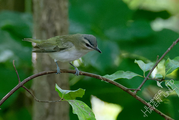 8-31-23 Red-eyed Vireo immature