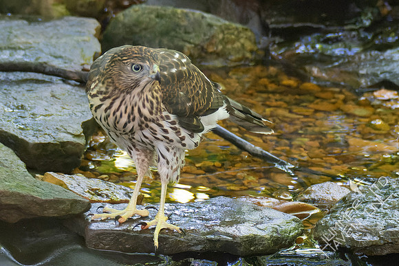 8-31-23 Cooper's Hawk immature