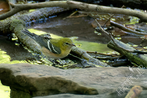 8-31-23 Bay-breasted Warbler
