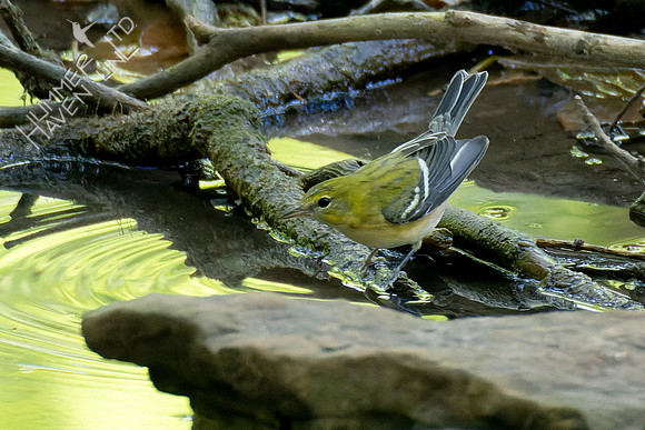 8-31-23 Bay-breasted Warbler