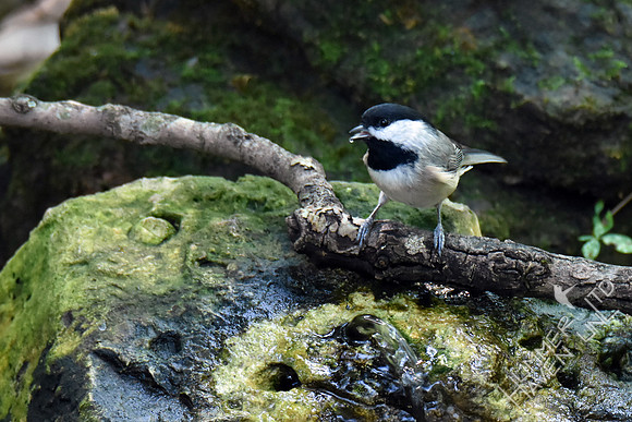 Carolina Chickadee 9-4-17