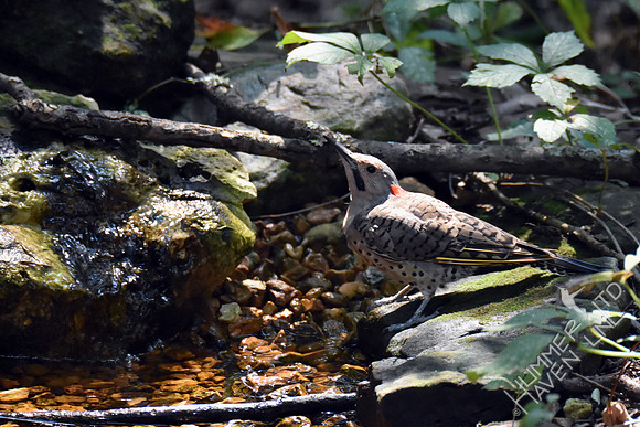 Northern Flicker 9-4-17