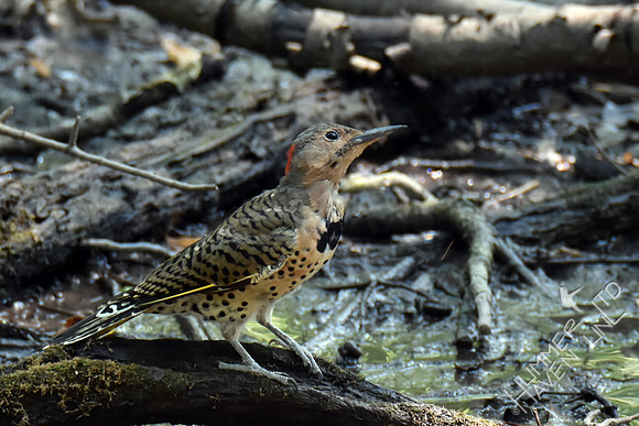 Northern Flicker 9-4-17