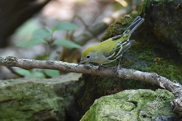 Chestnut-sided Warbler 9-4-17