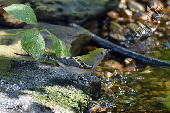 Chestnut-sided Warbler 9-4-17