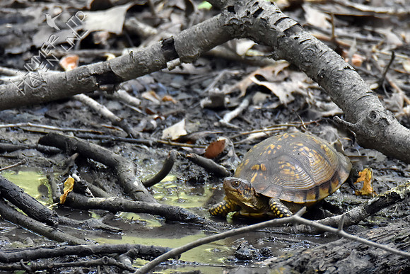 Three-toed Box Turtle, female 9-4-17