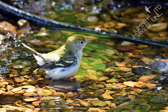 Chestnut-sided Warbler 9-4-17