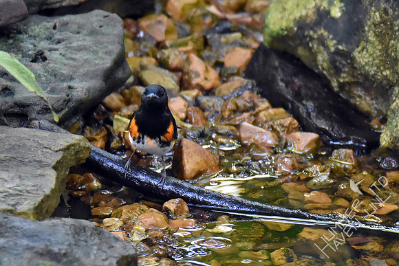 American Redstart 9-6-17
